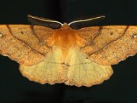 Colotois pennaria 25, Gepluimde spanner, Saxifraga-Foto Fitis-Adriaan Dijksen