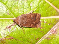 Conistra vaccinii 4, Bosbesuil, Saxifraga-Peter Gergely