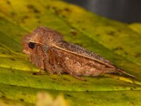 Conistra vaccinii 6, Bosbesuil, Saxifraga-Ab H Baas