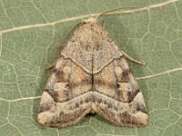 Cosmia trapezina 7, Hyena, Saxifraga-Ab H Baas