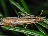 Crambus lathoniellus