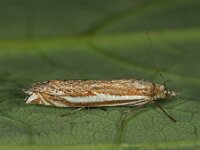 Crambus pratella