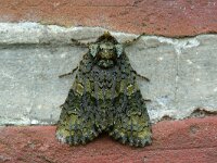 Craniophora ligustri 2, Schedeldrager, Saxifraga-Jaap Schelvis