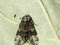 Craniophora ligustri 3, Schedeldrager, Saxifraga-Marijke Verhagen