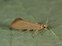 Crassa unitella