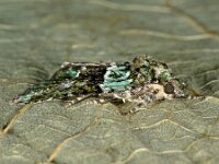 Cryphia algae 2, Saxifraga-Ab H Baas