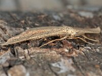 Cyclophora punctaria 6, Gestippelde oogspanner, Saxifraga-Ab H Baas