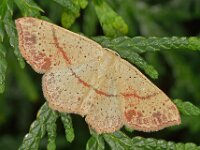 Cyclophora punctaria 9, Gestippelde oogspanner, Saxifraga-Ab H Baas