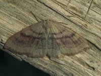Cyclophora punctaria 1, Gestippelde oogspanner, Vlinderstichting-Nely Honig