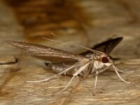 Cydalima perspectalis 15, Buxusmot, Saxifraga-Ab H Baas