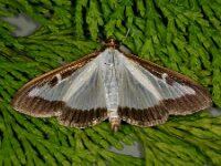 Cydalima perspectalis 18, Buxusmot, Saxifraga-Ab H Baas