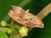 Cydia amplana 3, Oranje eikenbladroller, Saxifraga-Ab H Baas