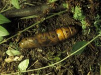 Daphnis nerii 10, Oleanderpijlstaart, Vlinderstichting-Nely Honig