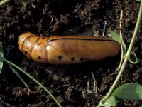 Daphnis nerii 11, Oleanderpijlstaart, Vlinderstichting-Nely Honig