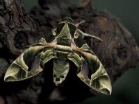 Daphnis nerii 8, Oleanderpijlstaart, Vlinderstichting-Nely Honig