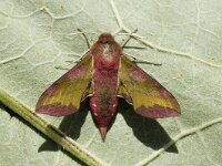 Deilephila porcellus 9, Klein avondrood, Saxifraga-Marijke Verhagen