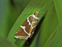 225_36A, Deltote bankiana : Deltote bankiana, Zilverstreep, Silver Barred