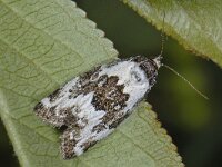 Deltote deceptoria 01 #12916 : Deltote deceptoria, Bonte marmeruil