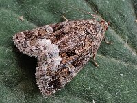 Deltote pygarga