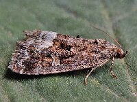 Deltote pygarga 2, Donkere marmeruil, Saxifraga-Ab H Baas