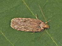 Depressaria radiella 2, Groot platlijfje, Saxifraga-Zoran-Bozovic