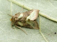 Diachrysia chrysitis 10, Koperuil, Saxifraga-Marijke Verhagen