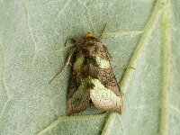 Diachrysia chrysitis 2, Koperuil, Saxifraga-Marijke Verhagen