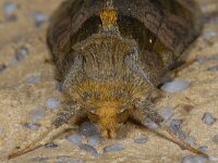 Diachrysia chrysitis 01 #14530 : Diachrysia chrysitis, Koperuil