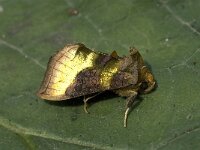 Diachrysia chrysitis 12, Koperuil, Saxifraga-Marijke Verhagen