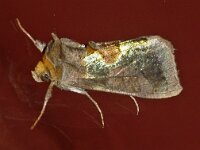 Diachrysia chrysitis 17, Koperuil, Saxifraga-Foto Fitis-Adriaan Dijksen