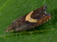 Dichrorampha petiverella
