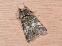 Drymonia ruficornis, Lunar Marbled Brown