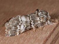 Drymonia ruficornis 2, Maantandvlinder, Saxifraga-Ab H Baas