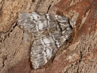 Drymonia ruficornis 3, Maantandvlinder, Saxifraga-Ab H Baas