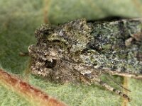 Dryobotodes eremita 4, Eikenuiltje, Saxifraga-Ab H Baas