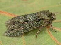 Dryobotodes eremita 5, Eikenuiltje, Saxifraga-Ab H Baas
