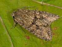 Dryobotodes eremita 6, Eikenuiltje, Saxifraga-Ab H Baas