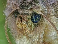 Dryobotodes eremita 7, Eikenuiltje, Saxifraga-Ab H Baas