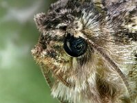 Dryobotodes eremita 8, Eikenuiltje, Saxifraga-Ab H Baas