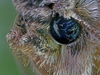 Dryobotodes eremita 9, Eikenuiltje, Saxifraga-Ab H Baas
