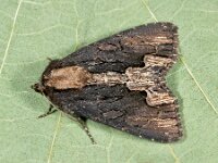 Dypterygia scabriuscula