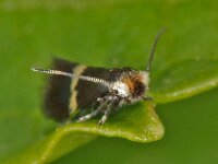 Ectoedemia occultella 4, Ronde berkenblaasmijnmot, Saxifraga-Ab H Baas