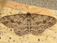 Ectropis crepuscularia 15, Gewone spikkelspanner, Saxifraga-Ab H Baas