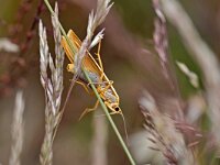 Eilema complana 5, Streepkokerbeertje, Saxifraga-Tom Heijnen