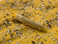 Eilema complana