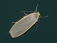 Eilema griseola 2, Glad beertje, Saxifraga-Foto Fitis-Adriaan Dijksen