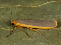 Eilema lurideola 3, Plat beertje, Saxifraga-Ab H Baas