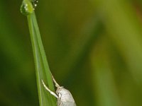 Elachista argentella 1, Witte grasmineermot , Saxifraga-Ab H Baas