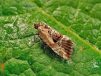 Elaphria venustula 1, Gemarmerd heide-uiltje, Saxifraga-Ab H Baas