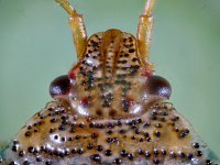 Elasmucha grisea 3, Saxifraga-Ab H Baas